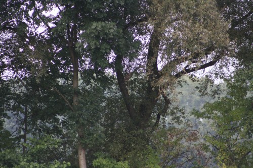 10.09.2014 16:25:25
Der Habichtweg bei Eicherloh - Garchinger Umland - Garchinger.de