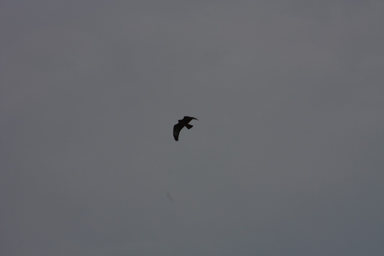 10.09.2014 15:59:38
Der Habichtweg bei Eicherloh - Garchinger Umland - Garchinger.de